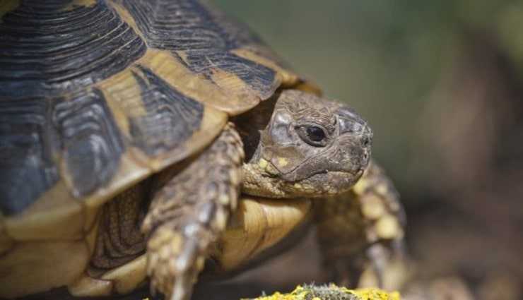 Содержание красноухой черепахи дома. все в одной статье