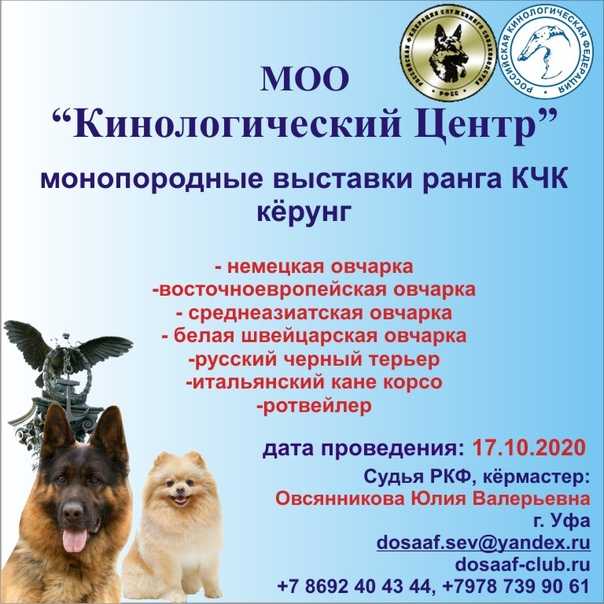 Выставки кошек в москве в 2018 году: расписание и даты проведения