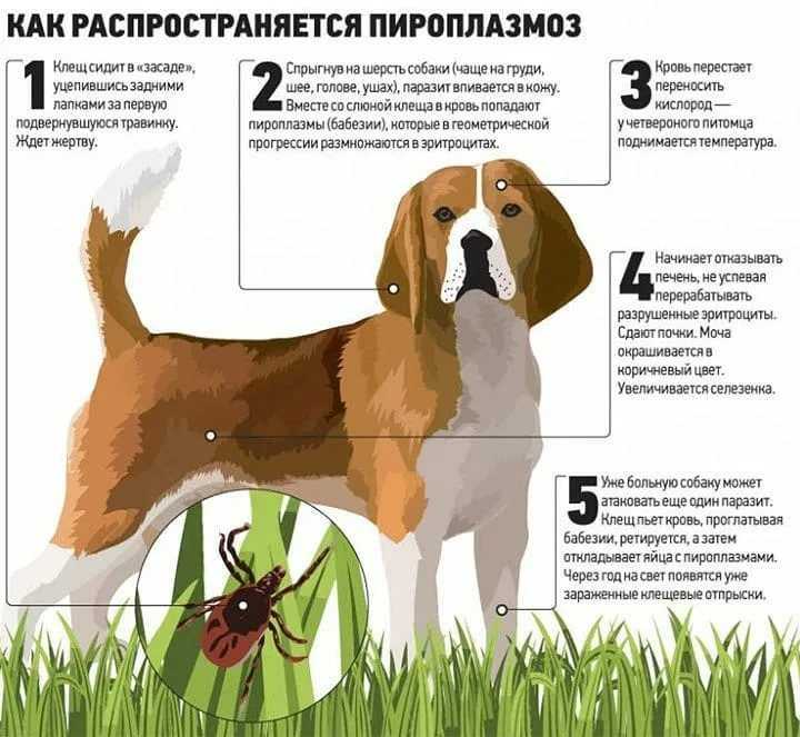 Лечение пироплазмоза у животных - «айболит плюс» - сеть ветеринарных клиник