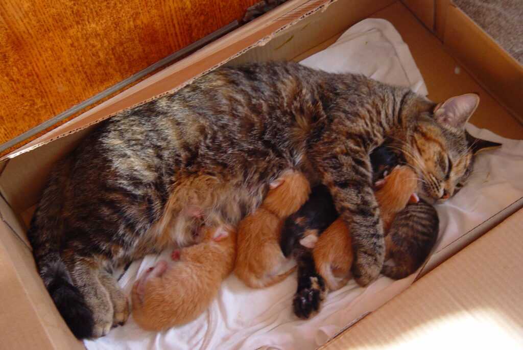 Первые роды у кошки дома, признаки и поведение кошек перед родами — британской, шотландской, вислоухих — роды сфинкс, все о беременности и о кошках
