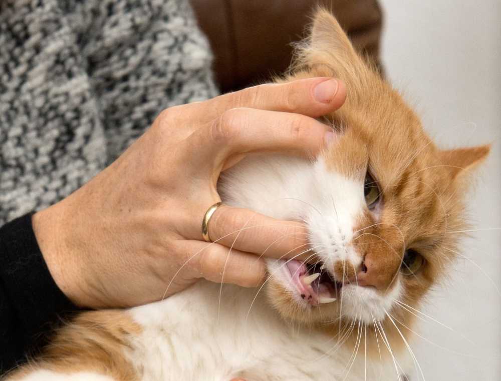 Как правильно отучить кошку грызть ногти на лапах?
