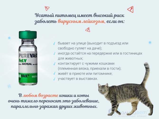 Вакцинация кошек и котят | ветклиника кибела