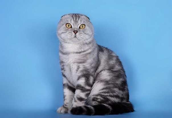 Скоттиш фолд (шотландская вислоухая): описание породы, фото кошки и котят, окрасы, характер, вес по месяцам, отзывы владельцев, чем кормить и сколько лет живут?