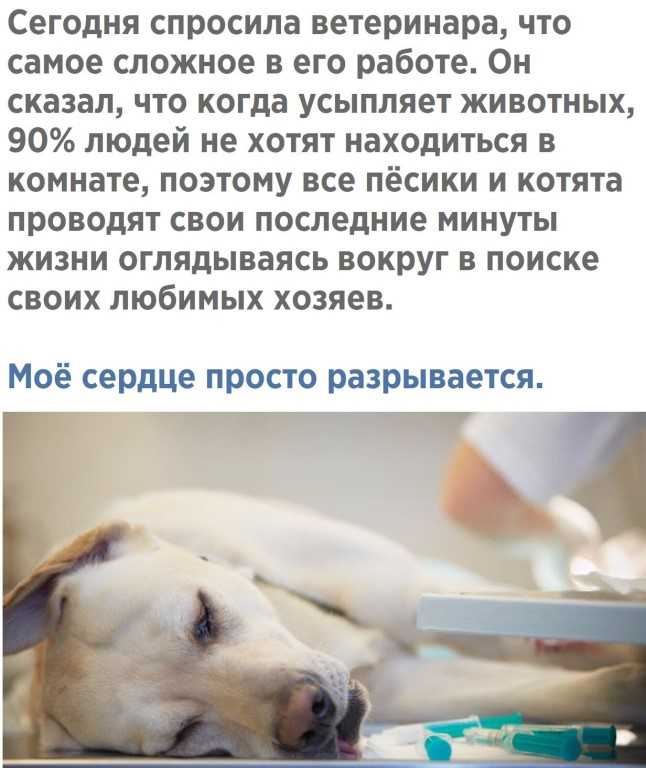Какие услуги предоставляют ветеринарные клиники - специальности врачей | блог о домашних животных