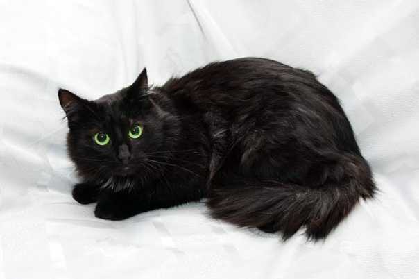 Йоркская шоколадная кошка: фото и описание породы