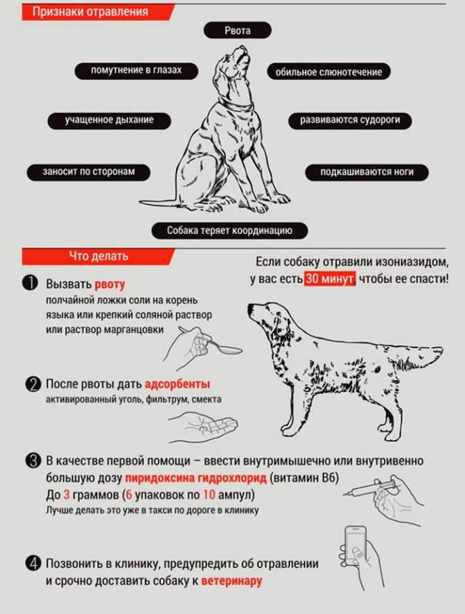 Отравление собаки: симптомы и лечение