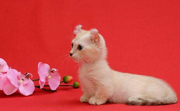 Кошка породы кинкалоу — обсуждение в группе "кошки" | птичка.ру