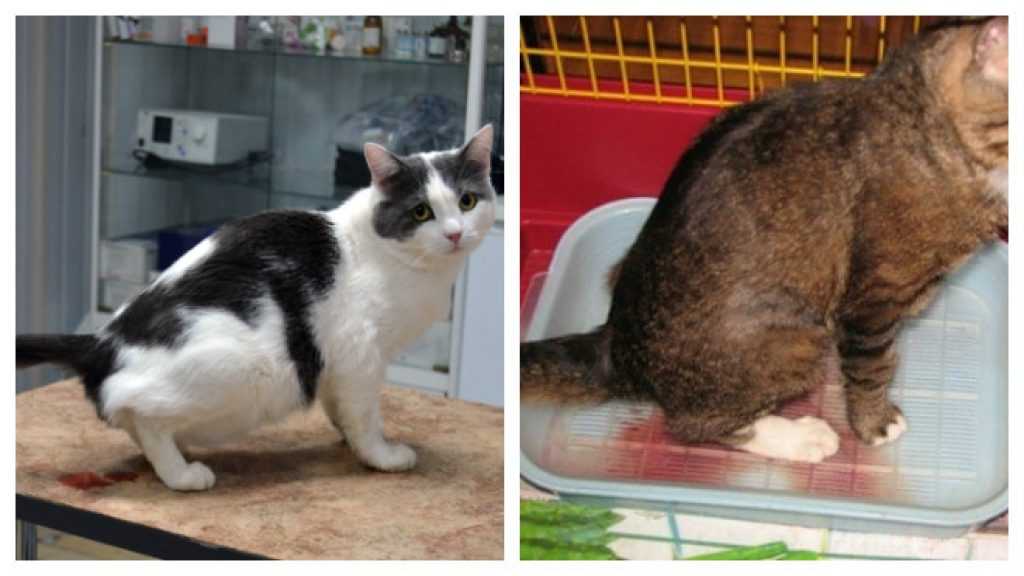 Лечение мочекаменной болезни у кошек