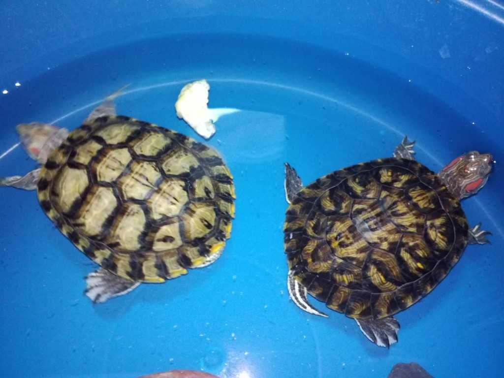 7. размножение черепах