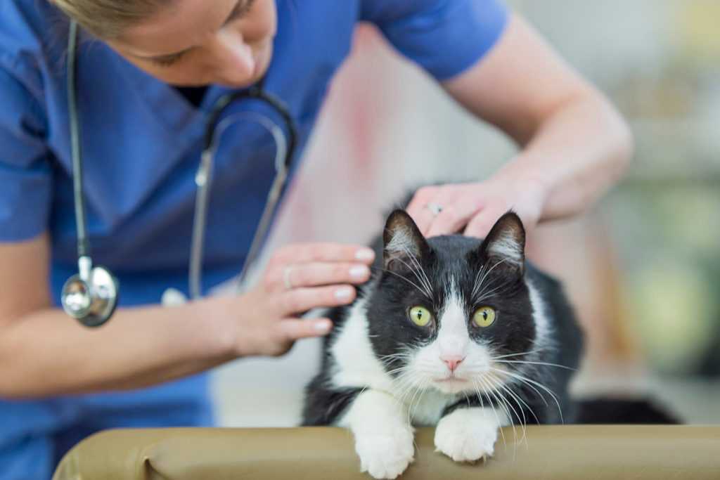 Почечная недостаточность у кошек: симптомы и лечение | hill's pet