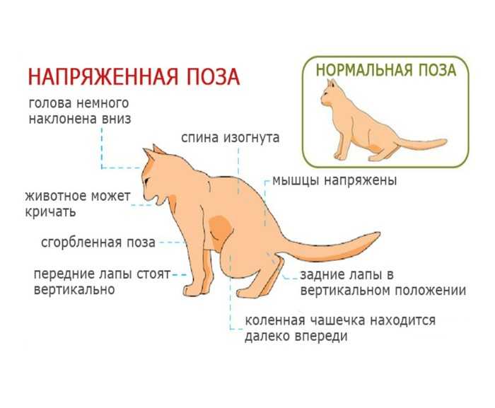 Гепатит у животных: симптомы, диагностика, лечение