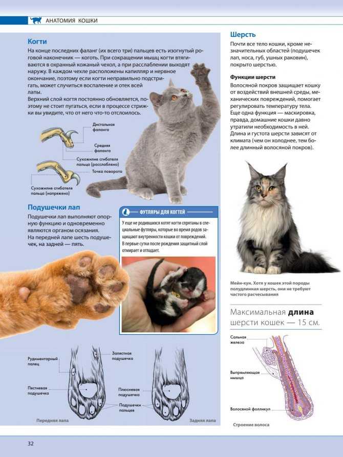 Сколько всего пальцев у кошки на задних и передних лапах, стандартные нормы и варианты отклонения от них, аномалии развития питомцев