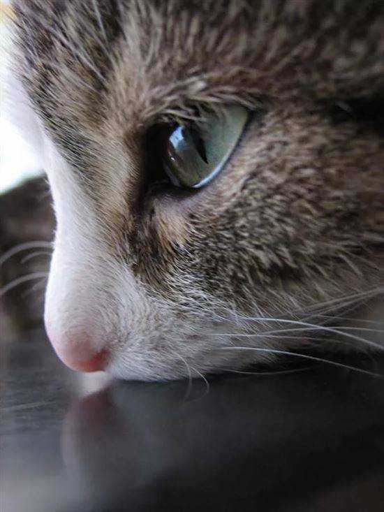 Почему котенок все время плачет. почему кошки плачут. что приводит к тому, что кот начинает плакать