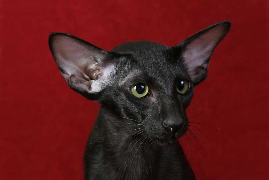 Ориентальная кошка: фото кошки, цена, описание породы, характер, видео, питомники