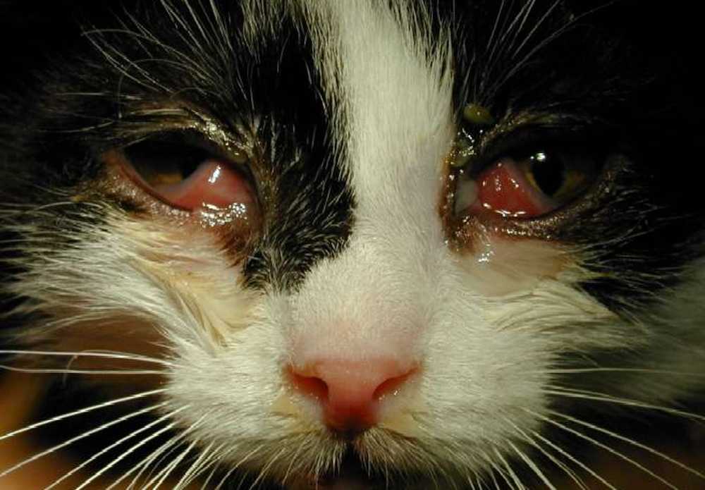 Инфекционный ринотрахет у кошек и котов: пути заражения, виды и клинические симптомы, диагностика и лечение питомца, профилактические меры