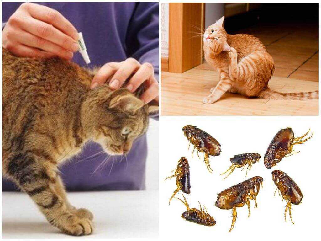 Блохи у кошки – какие признаки указывают на поражение животного насекомыми