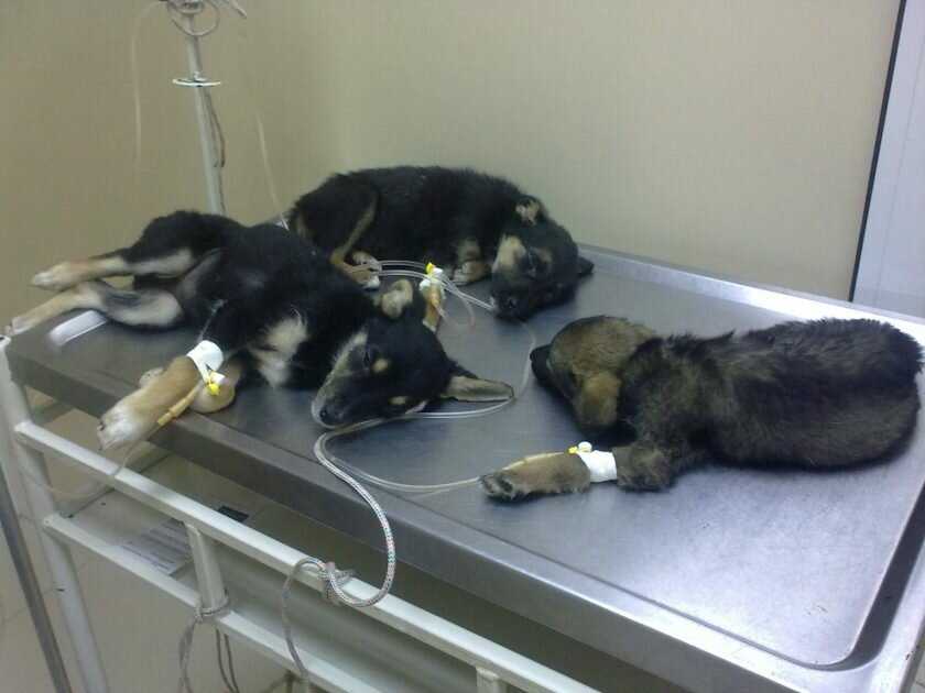 Чесотка у собак (саркоптоз) - лечение, симптомы, профилактика чесоточного клеща у собак в москве. ветеринарная клиника "зоостатус"
