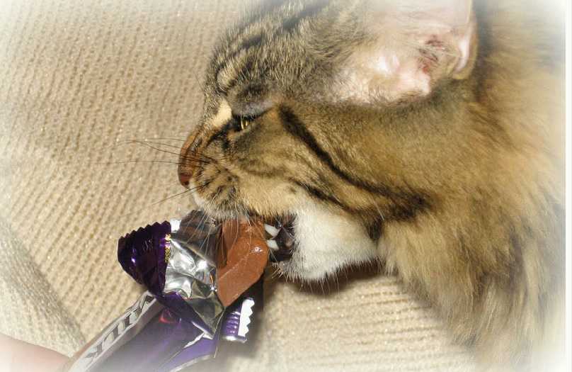 Можно ли кошкам сладкое - вред от сладостей