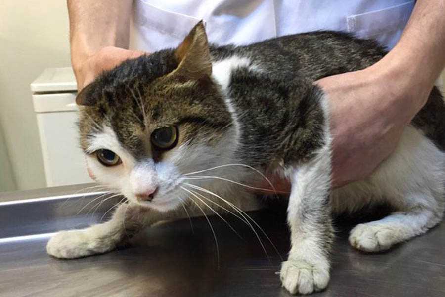 Мегаколон у кошек - симптомы и лечение стойкого запора у кошек в москве. ветеринарная клиника "зоостатус"