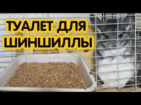 ᐉ как приучить крысу к туалету (лотку) - zoopalitra-spb.ru