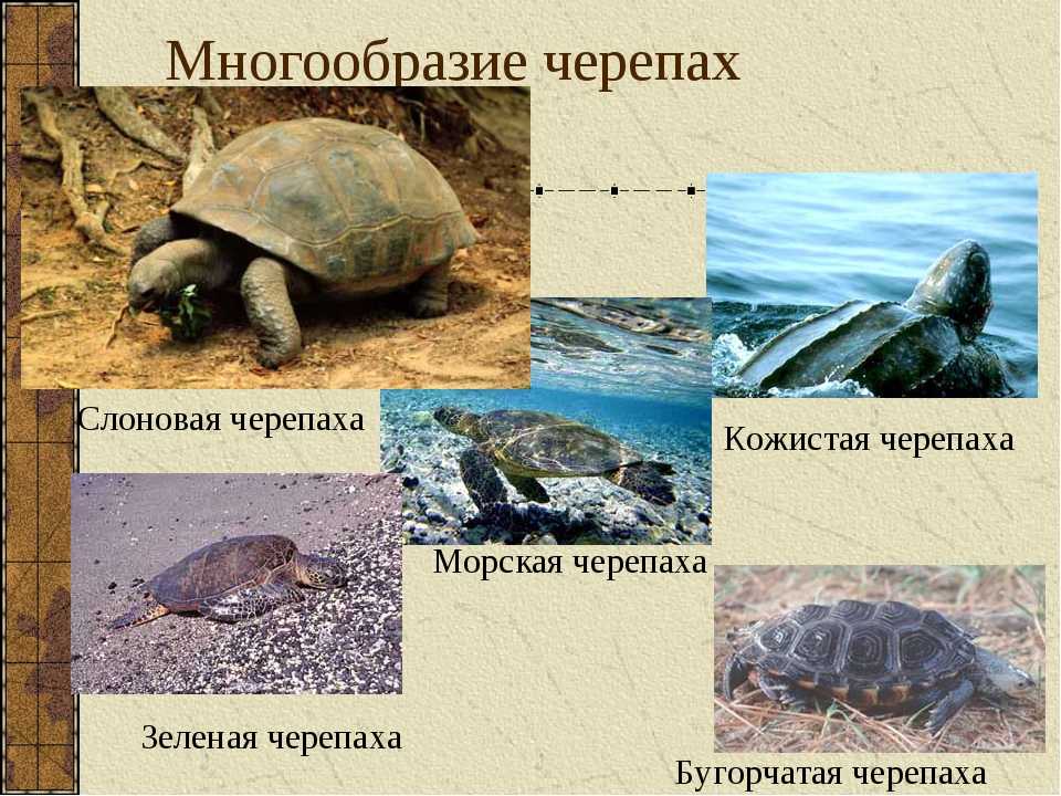 Размножение морских и сухопутных черепах