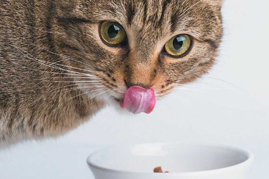 Сладкое кошкам - 95 фото разрешенных и запрещенных продуктов питания для кошек