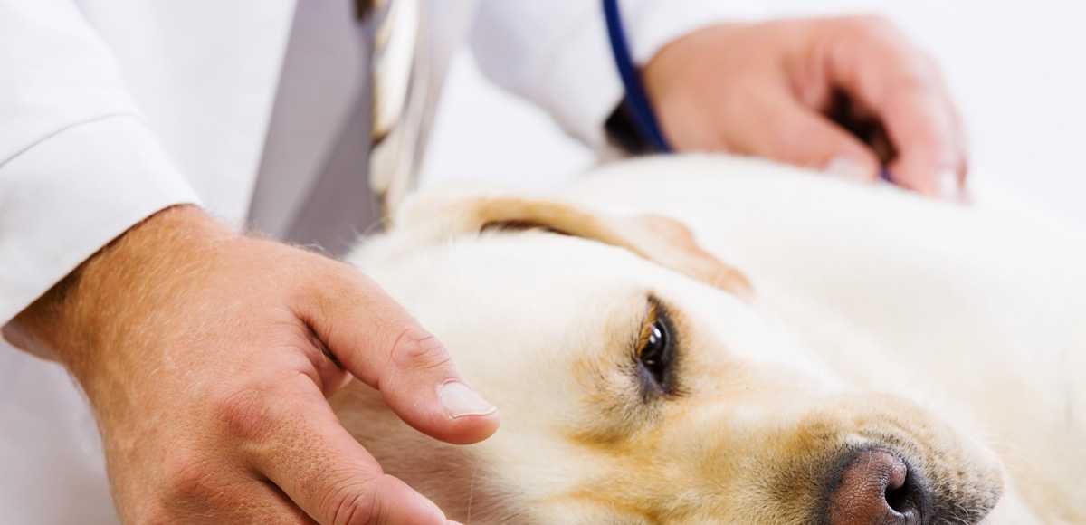 Анализ крови у собак при пироплазмозе: виды анализов, что они показываю