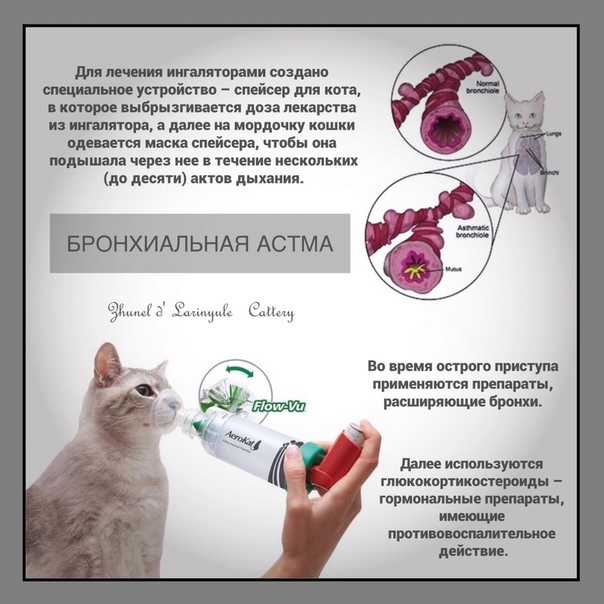Бронхопневмония у кошек и собак - лечение в люберцах, цена на услуги ветеринара в клинике "амикус вет"