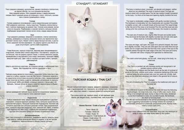 Анатолийская кошка короткошерстная, описание породы с фото: экстерьер и характер