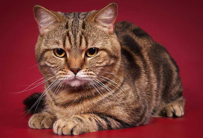 Шотландская длинношерстная прямоухая кошка хайленд-страйт: описание породы