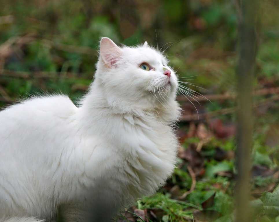 Очаровательные белые кошки с голубыми глазами: выбираем породу