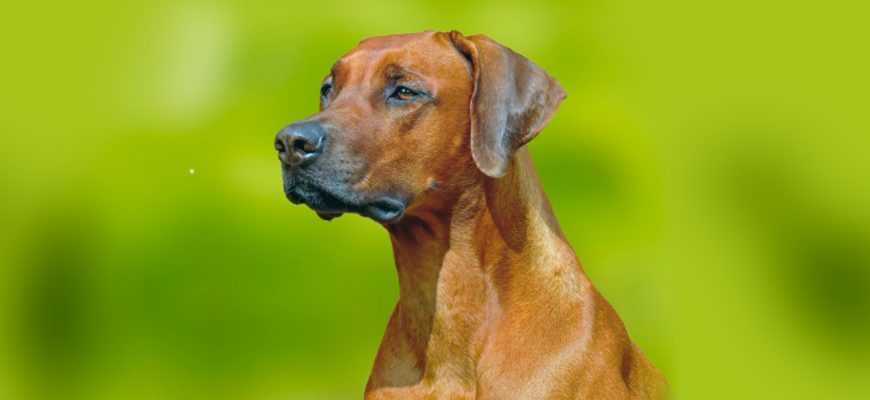 Тайский риджбек: все о собаке, фото, описание породы, характер, цена