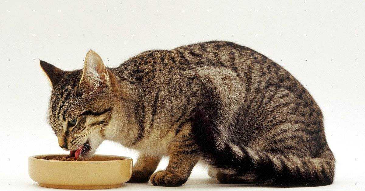 Почему кошки закапывают еду: 8 распространенных причин и методы отучения от привычки