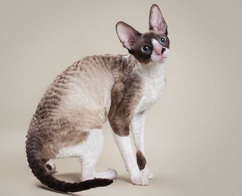 Питомник кошек de monsher. абиссинская кошка, корниш рекс. россия, москва