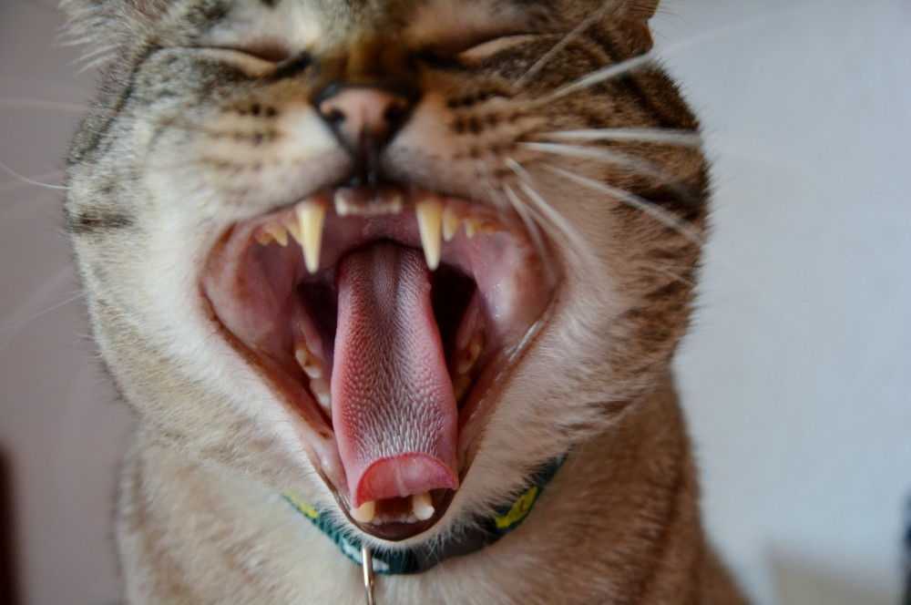 Когда меняются зубы у котят? 30 фото есть ли у кошек и котов молочные зубы? симптомы смены зубов на постоянные