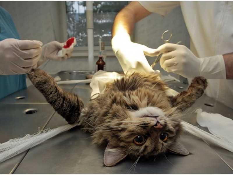 Кастрация кота в спб, стоимость операции в ветклинике.