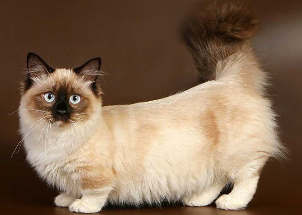 ᐉ коты породы манчкин: характер и цена, описание породы и фото коротколапых кошек - zoovet24.ru