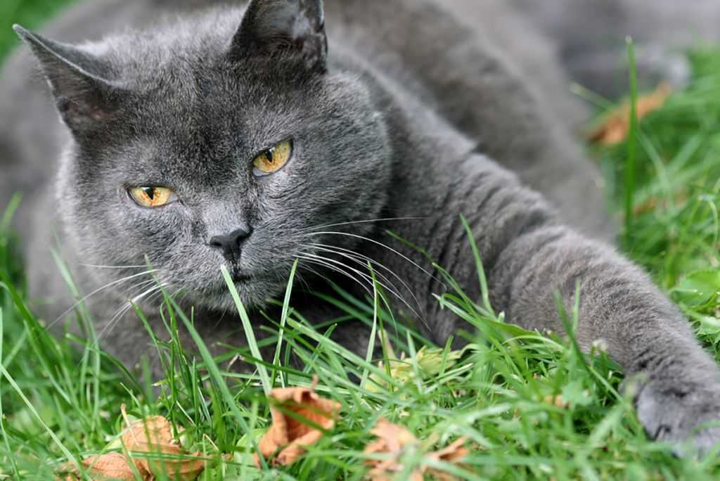 Бомбейская кошка: описание, история, содержание + правила ухода за кошкой (фото)