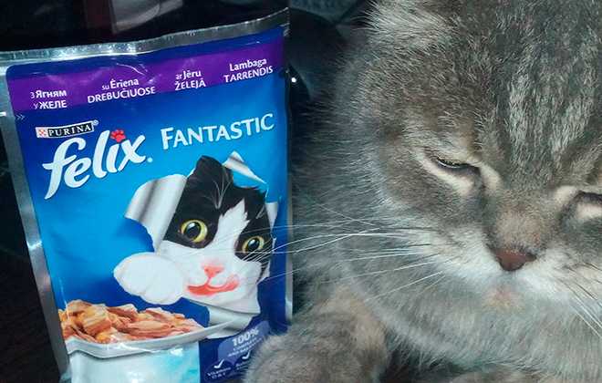 Феликс (felix) кошачий корм: состав, цена, отзывы ветеринаров и покупателей