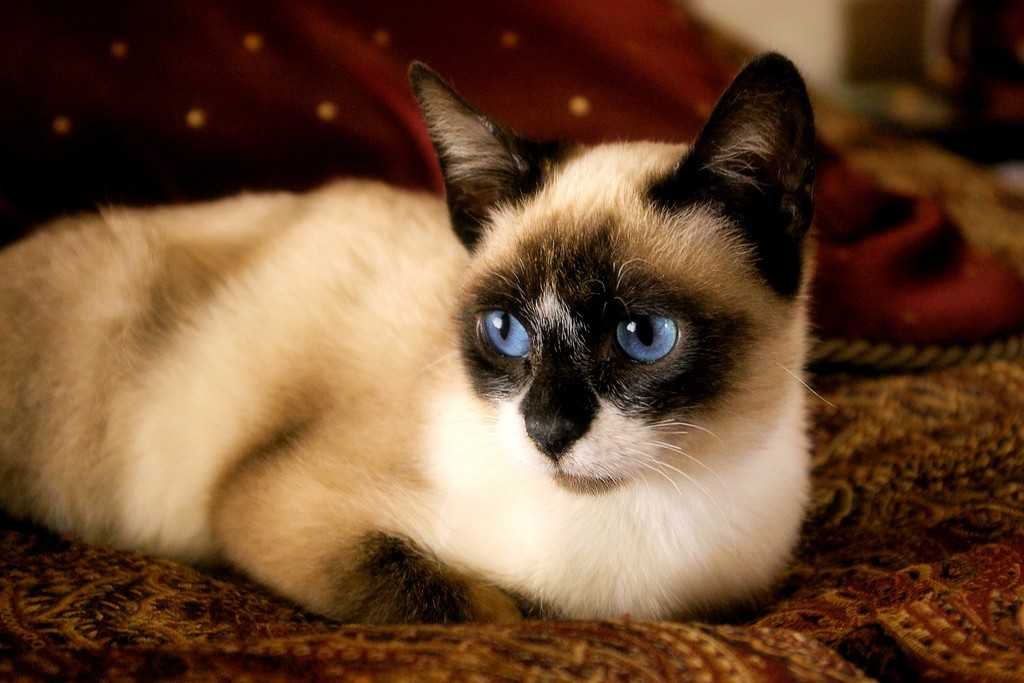 Кошки сноу-шу: фото и видео, цена, описание породы, отзывы владельцев