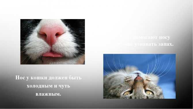 Ринит кошек - аллергический ринит, симптомы и лечение  насморка у кошек в москве. ветеринарная клиника "зоостатус"