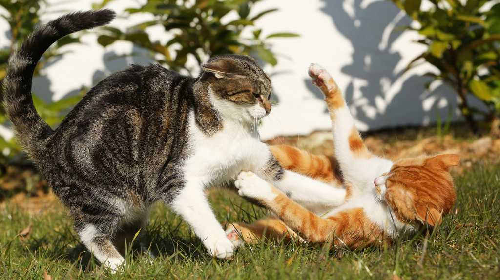 Как понять, играют кошки или дерутся - wikihow