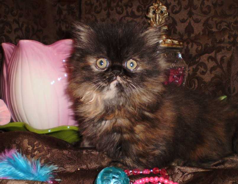 Кошка породы наполеон: 105 фото и видео советы по выбору миниатюрных кошек