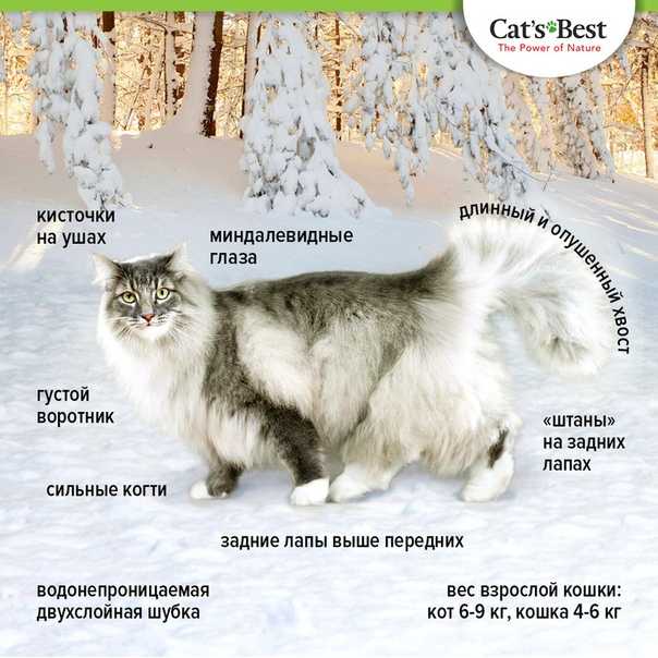 Лесная европейская кошка: особенности поведения, физические отличия, правила кормления и ухода. Видео-обзор и фотографии лесных европейских кошек