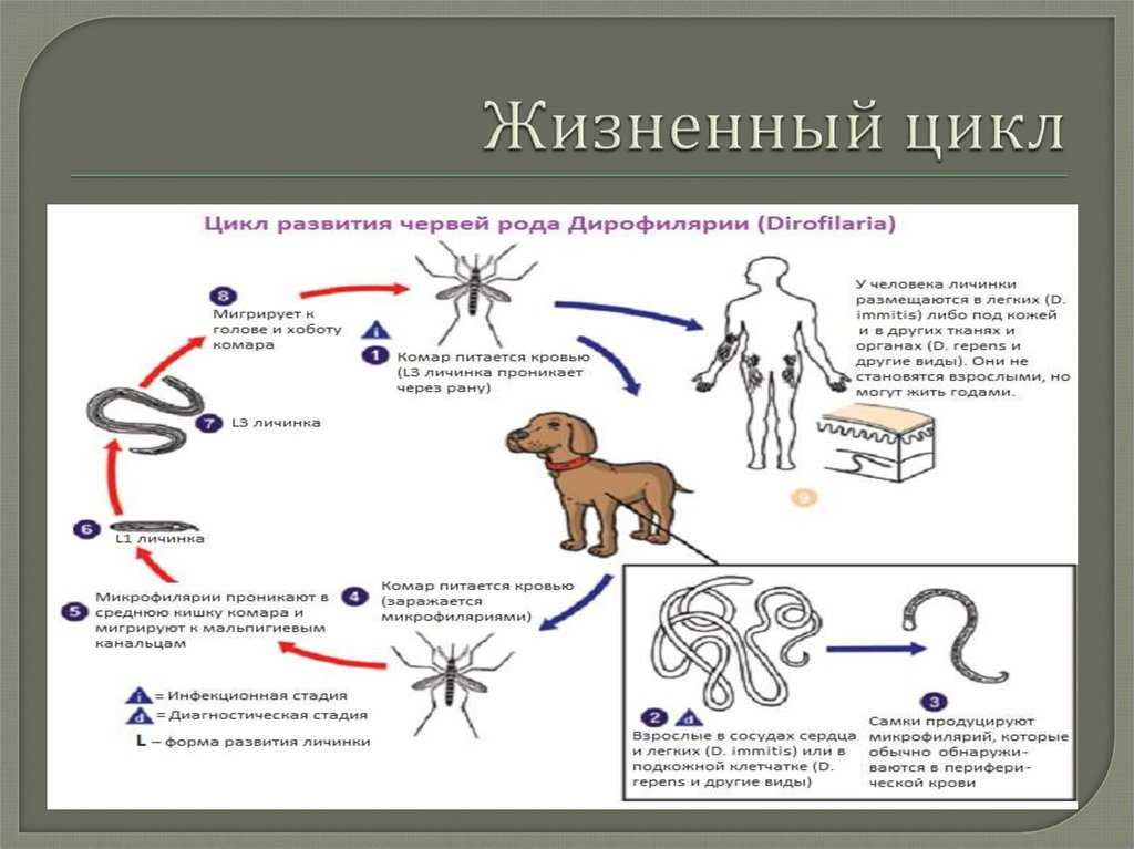 Дирофиляриоз у кошек - симптомы, лечение, профилактика дирофиляриоза у кошек - kupipet.ru