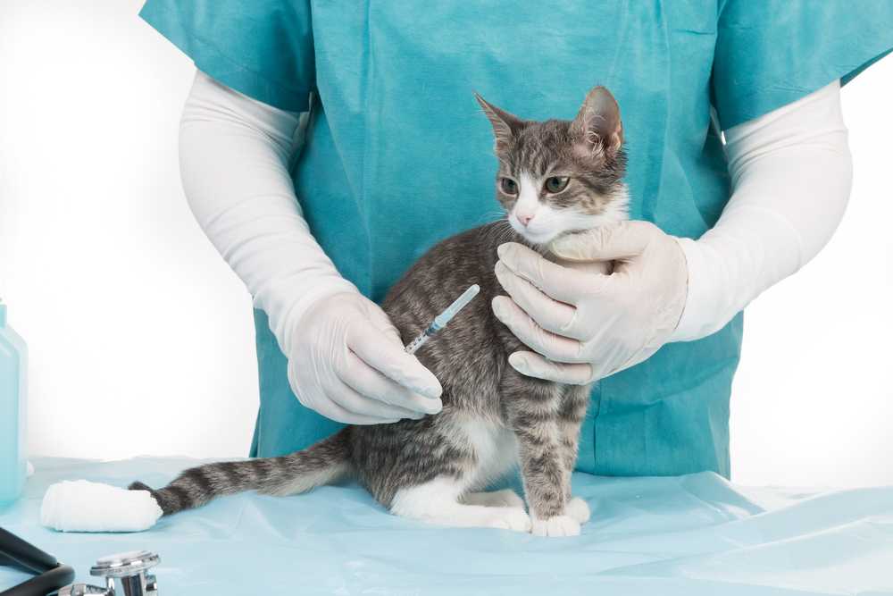 Коронавирусная инфекция кошек