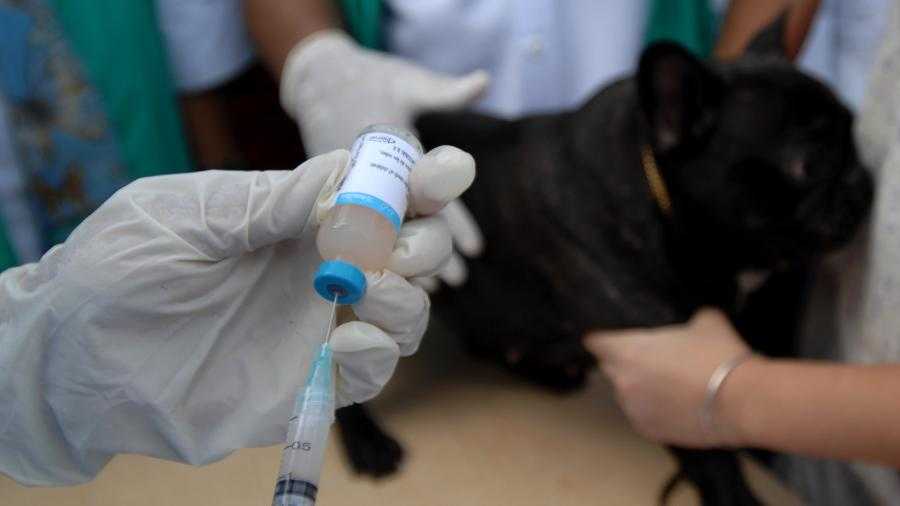 Вакцинация домашних животных: основные правила