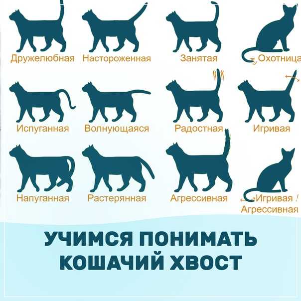 Сколько длится течка у кошек - как часто у кошек бывает течка
