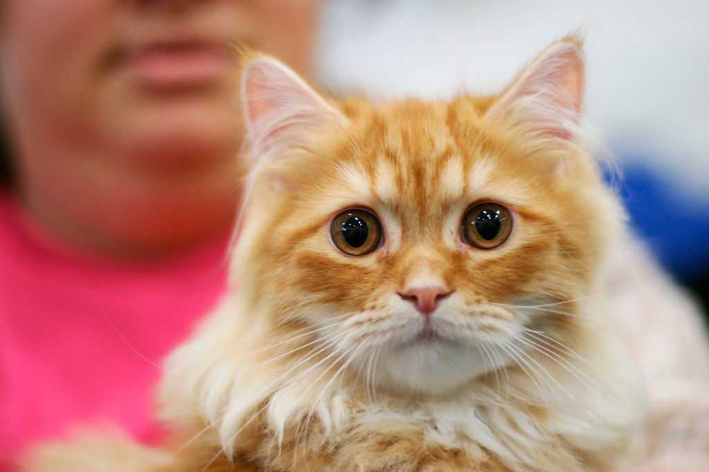 Саванна - 100 фото, характер и общие характеристики кошки особой породы