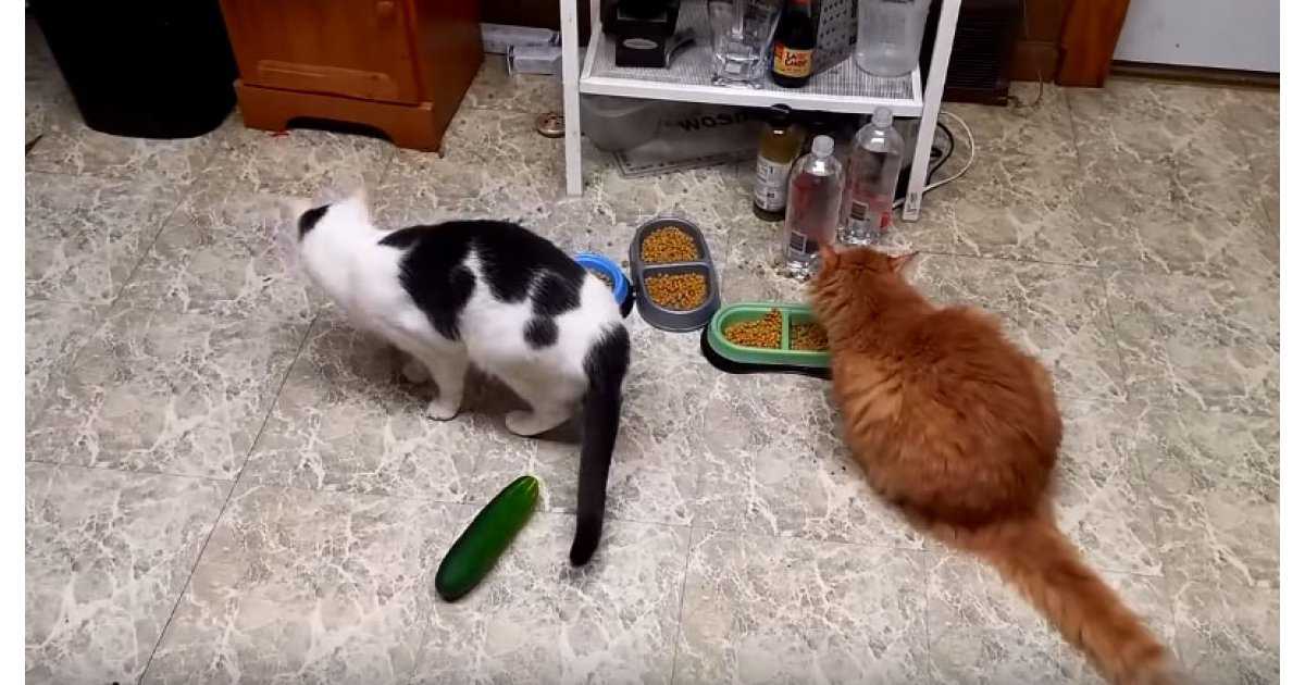 Почему коты так сильно боятся огурцов? | кот и кошка